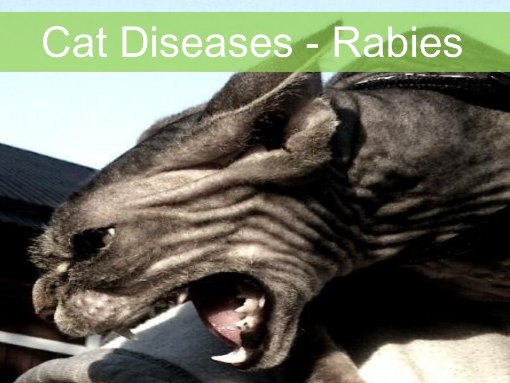 Cat diseases Rabies