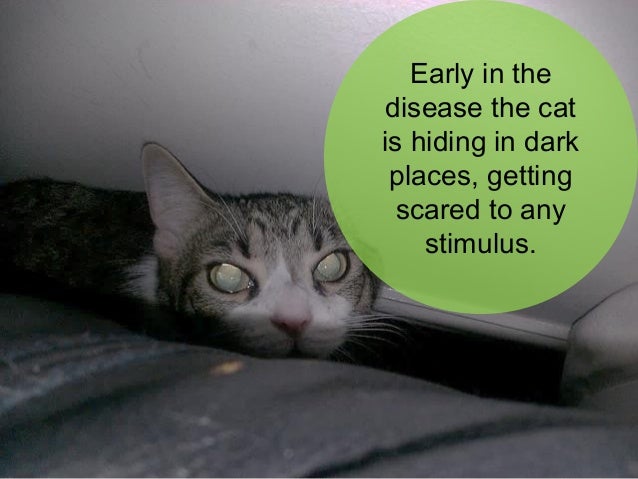 Cat diseases Rabies