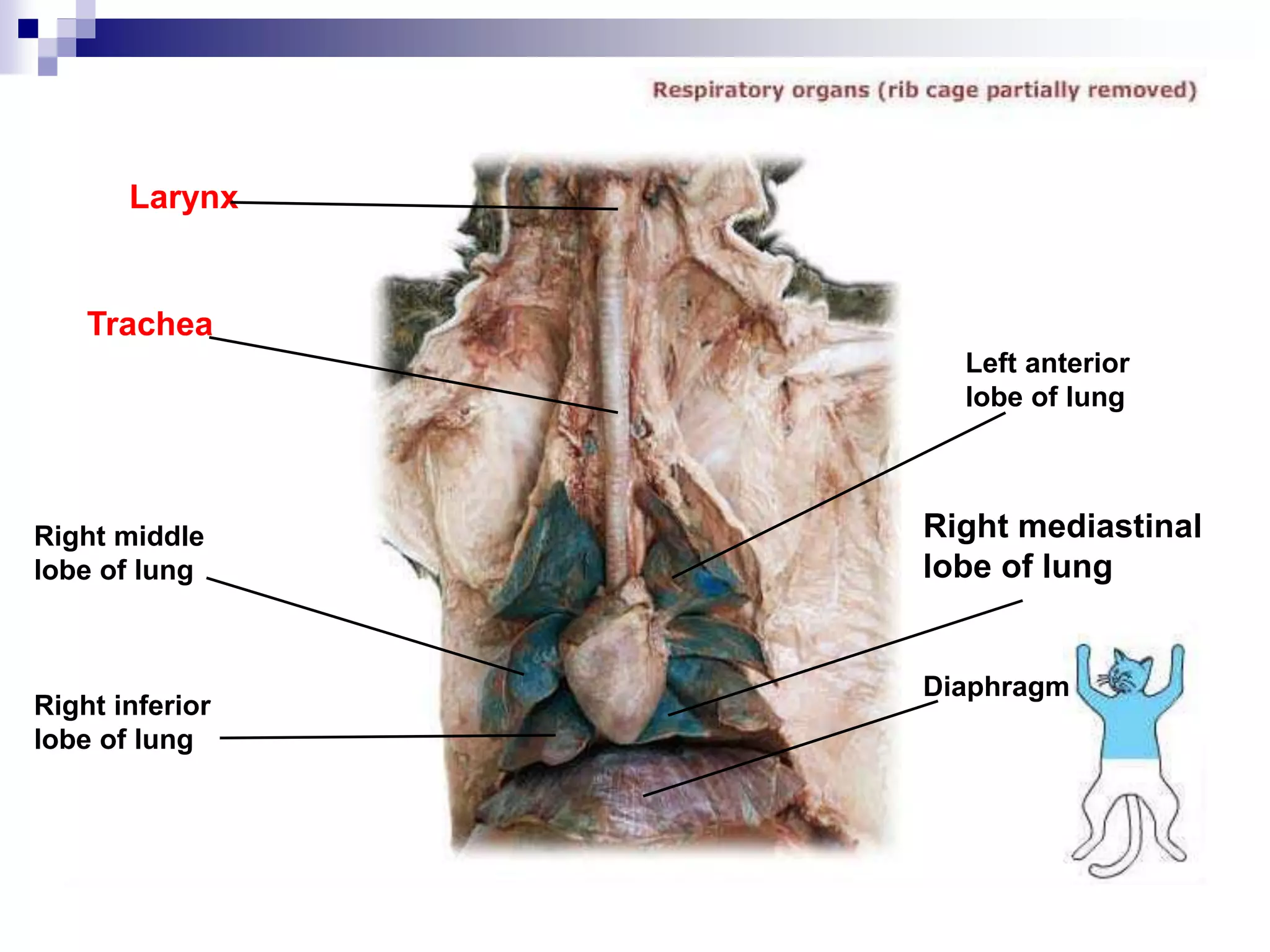 Cat Dissection Label Cat dissection lab and notes chem and bio | PPTX