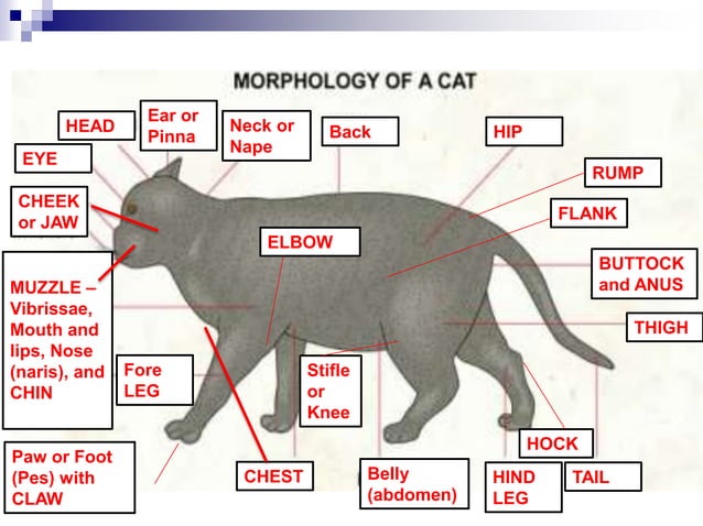 Cat dissection lab and notes chem and bio | PPTX | Heart and ...