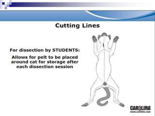 Cat dissection lab and notes chem and bio | PPTX