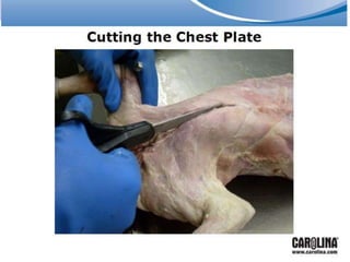 Cat dissection lab and notes chem and bio | PPTX