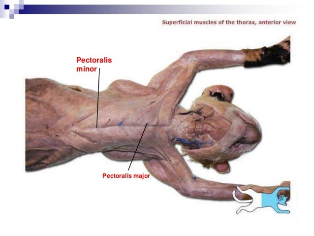 Cat dissection lab and notes chem and bio