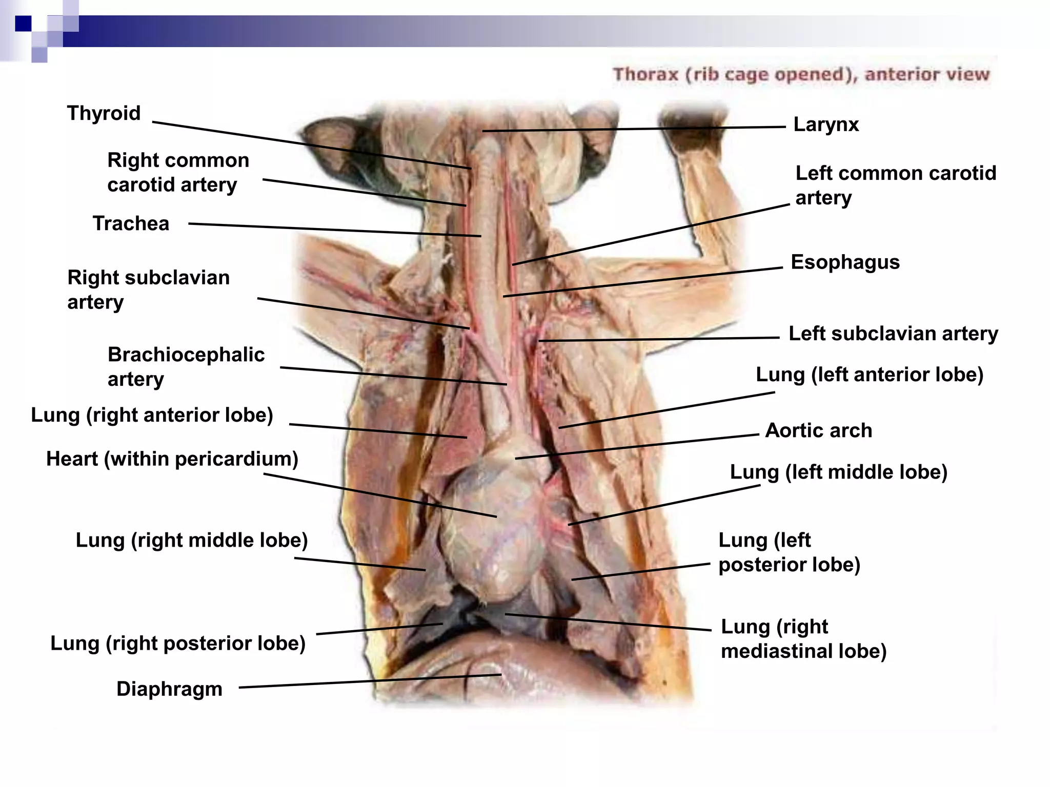 Cat dissection lab_labeled_images | PPTX