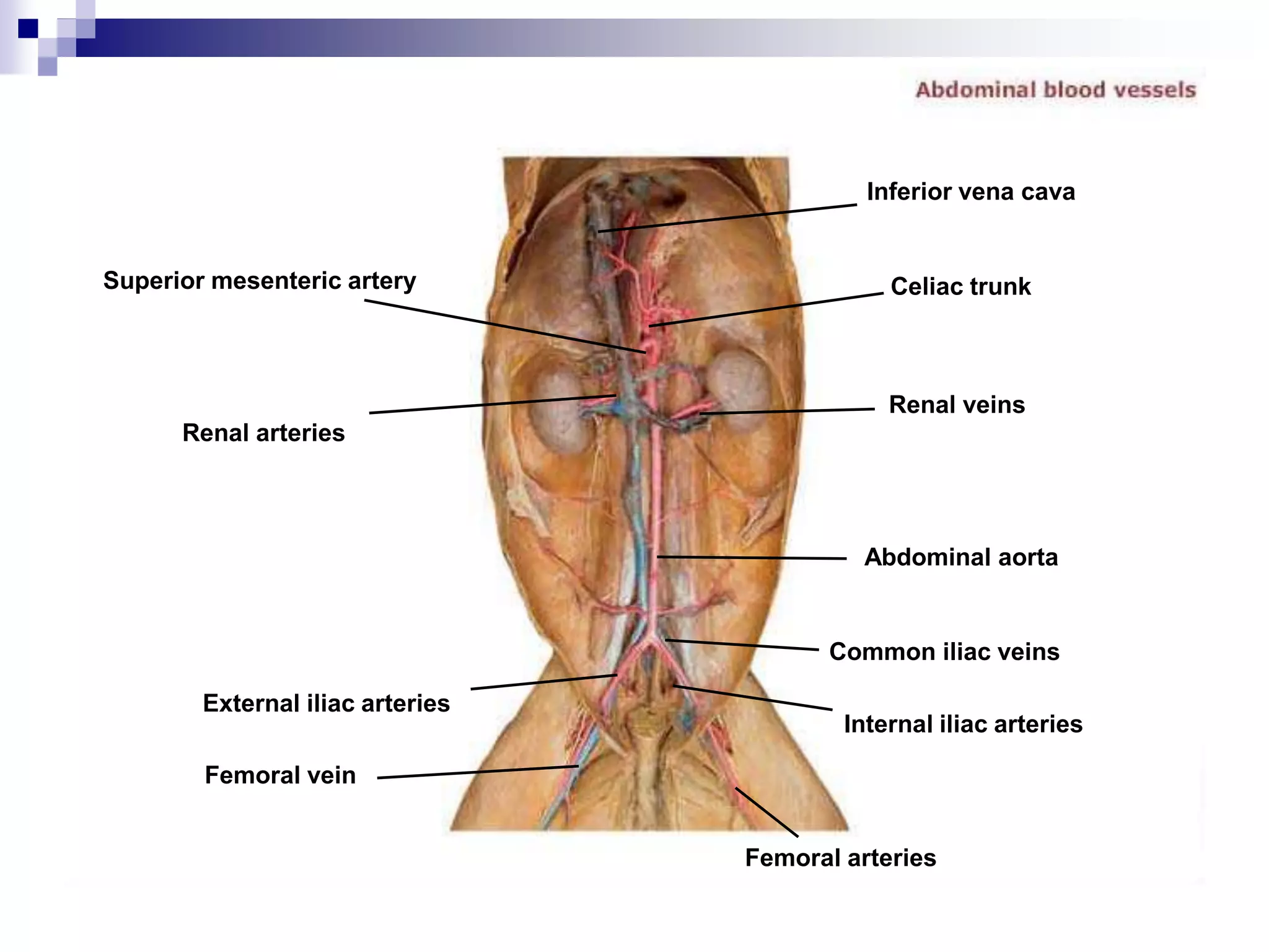 Cat dissection lab_labeled_images | PPTX