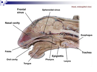 Sphenoidal sinus
Larynx
Pharynx
Tongue
Palate
Oral cavity
Nasal cavity
Epiglottis
Frontal
sinus
Esophagus
Trachea
 