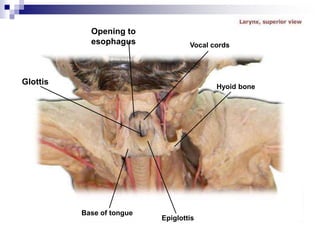 Vocal cords
Epiglottis
Base of tongue
Glottis
Opening to
esophagus
Hyoid bone
 