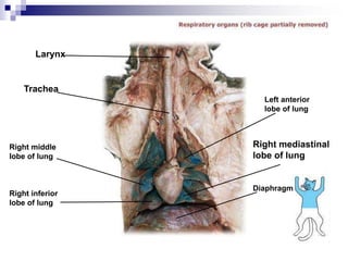 Diaphragm
Right middle
lobe of lung
Right inferior
lobe of lung
Trachea
Larynx
Left anterior
lobe of lung
Right mediastinal
lobe of lung
 