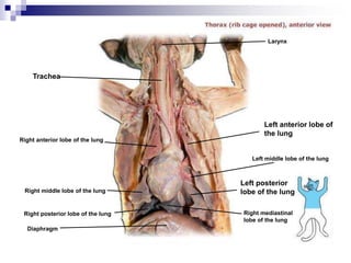 Right anterior lobe of the lung
Right posterior lobe of the lung
Left anterior lobe of
the lung
Right mediastinal
lobe of the lung
Left middle lobe of the lung
Left posterior
lobe of the lung
Larynx
Trachea
Right middle lobe of the lung
Diaphragm
 