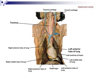 Right anterior lobe of lung
Left middle lobe
of lung
Left anterior
lobe of lung
Cricoid cartilage
Trachea
Thyroid cartilage
Right middle lobe of lung
Right posterior lobe of
lung
Diaphragm Left posterior lobe of
lung
Left ventricle of heart
 