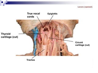 Epiglottis
Trachea
Thyroid
cartilage (cut)
True vocal
cords
Cricoid
cartilage (cut)
 
