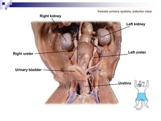 Right kidney
Left kidney
Left ureter
Urethra
Right ureter
Urinary bladder
 