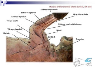 Extensor digitorum
Extensor carpi ulnaris
Extensor carpi radialis longus
Brachioradialis
Deltoid
Triceps brachii
Deltoid
Triceps brachii
Deltoid
Extensor digitorum
Trapezius
 