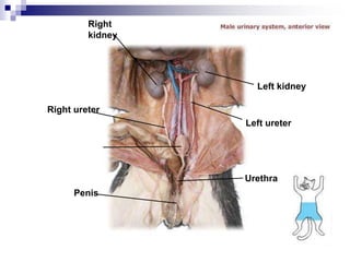Right
kidney
Right ureter
Urinary
bladder
Penis
Left kidney
Left ureter
Urethra
 
