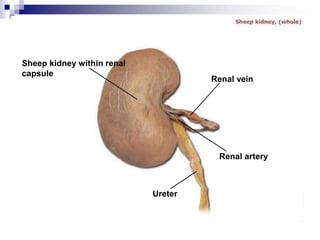 Renal vein
Renal artery
Ureter
Sheep kidney within renal
capsule
 