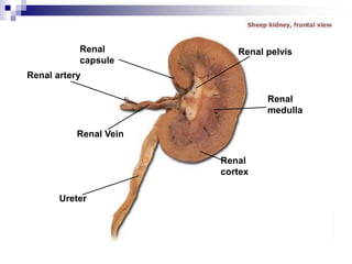 Renal
capsule
Renal artery
Renal Vein
Ureter
Renal pelvis
Renal
medulla
Renal
cortex
 