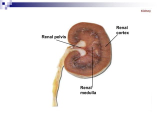 Renal pelvis
Renal
cortex
Renal
medulla
 