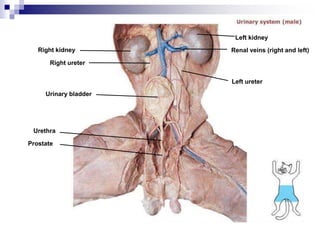 Right kidney
Right ureter
Urinary bladder
Urethra
Prostate
Left ureter
Renal veins (right and left)
Left kidney
 