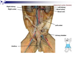 Right kidney
Right ureter
Urethra
Urinary bladder
Left ureter
Renal vein
Renal artery
Left kidney
 
