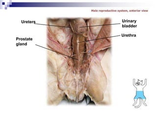 Ureters
Prostate
gland
Urinary
bladder
Urethra
 