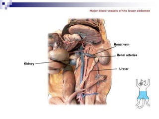 Kidney
Renal vein
Ureter
Renal arteries
 