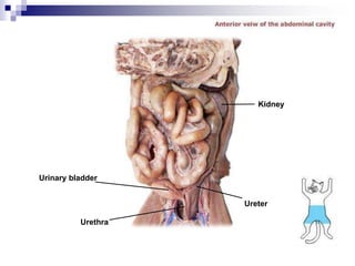 Urinary bladder
Urethra
Ureter
Kidney
 