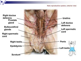 Right ductus
deferens
Prostate
gland
Bulbourethral
glands
Right spermatic
cord
Right testis
Epididymis
Scrotum
Urethra
Left ductus
deferens
Left spermatic
cord
Penis
Left testis
 