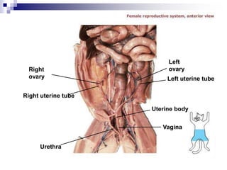 Right
ovary
Right uterine tube
Urethra
Left
ovary
Left uterine tube
Uterine body
Vagina
 