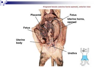 Fetus
Uterine
body
Fetus
Uterine horns,
opened
Urethra
Placenta
 