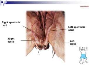 Right spermatic
cord
Right
testis
Left spermatic
cord
Left
testis
Scrotu
m
 