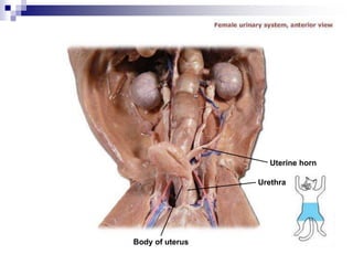 Uterine horn
Urethra
Body of uterus
 