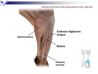 Fibularis
muscles
Gastrocnemius
Soleus
Extensor digitorum
longus
 