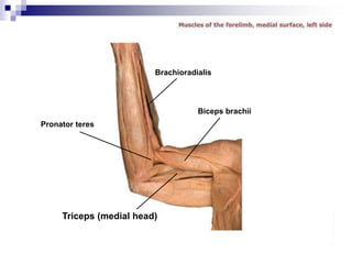 Biceps brachii
Pronator teres
Triceps (medial head)
Brachioradialis
 