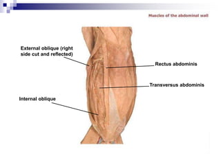 External oblique (right
side cut and reflected)
Internal oblique
Transversus abdominis
Rectus abdominis
 
