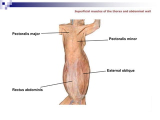 Pectoralis major
Rectus abdominis
External oblique
Pectoralis minor
 