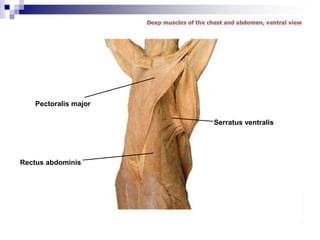 Rectus abdominis
Serratus ventralis
Pectoralis major
 