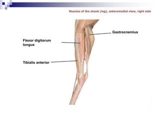 Flexor digitorum
longus
Tibialis anterior
Gastrocnemius
 