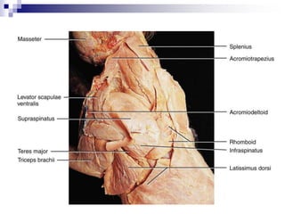 Cat dissection lab_labeled_images | PPT