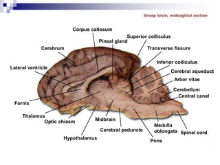 Cat brain structure deals