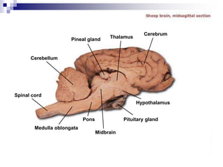 Cerebellum
Pineal gland Thalamus
Cerebrum
Spinal cord
Medulla oblongata
Pons
Midbrain
Pituitary gland
Hypothalamus
 