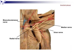 Musculocutaneous
nerve
Radial nerve
Median nerve
Uinar nerve
 