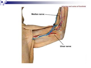 Median nerve
Uinar nerve
 