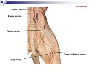 Spinal cord
Cauda equina
Sciatic nerve
Tibial nerve
Common fibular nerve
 