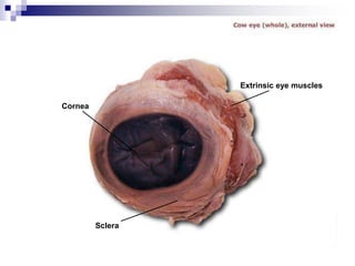 Cornea
Sclera
Extrinsic eye muscles
 