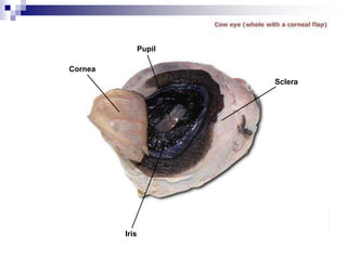 Cornea
Pupil
Sclera
Iris
 