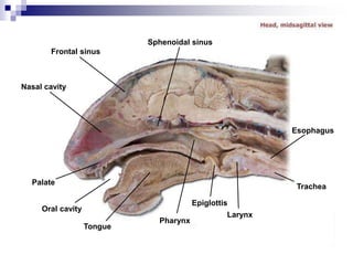 Frontal sinus
Sphenoidal sinus
Nasal cavity
Palate
Oral cavity
Tongue
Pharynx
Epiglottis
Larynx
Trachea
Esophagus
 
