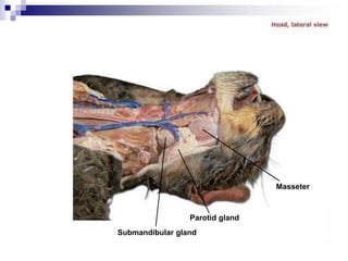 Masseter
Parotid gland
Submandibular gland
 
