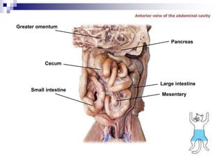 Greater omentum
Cecum
Small intestine
Mesentery
Large intestine
Pancreas
 