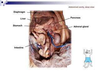 Diaphragm
Liver
Stomach
Intestine
Adrenal gland
Pancreas
 