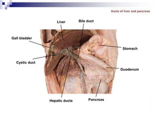 Liver
Gall bladder
Cystic duct
Hepatic ducts Pancreas
Duodenum
Stomach
Bile duct
 